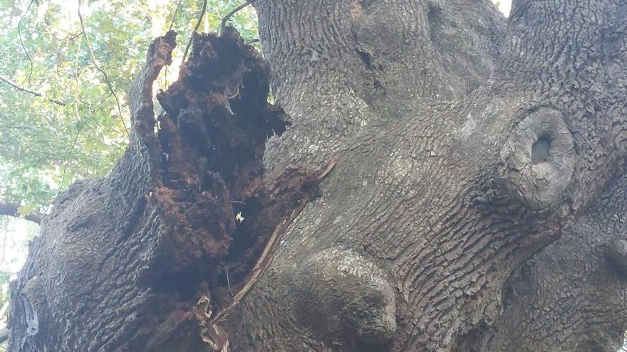 Estado del árbol del que se desgajó la rama en la campa de la Encina de Artziniega