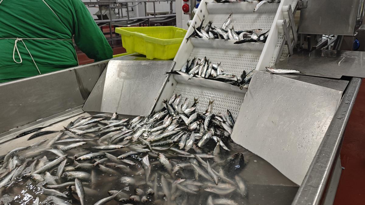 El pescado se limpia y se prepara para su comercialización