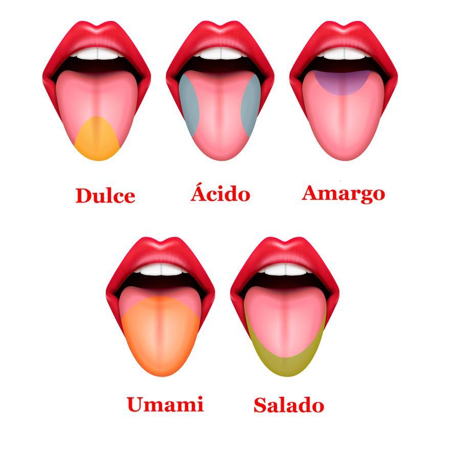 Las áreas de la lengua donde principalmente se percibe cada uno de los sabores hasta ahora conocido.