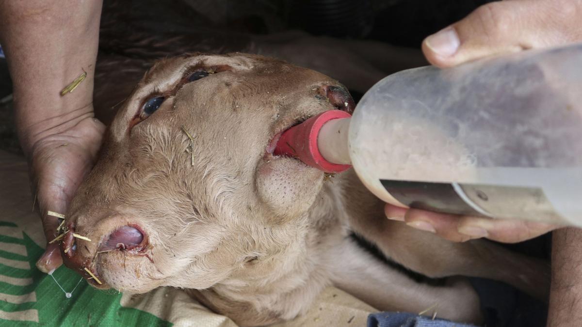 Nace un ternero bicéfalo, con dos bocas y cuatro ojos, en Zamora