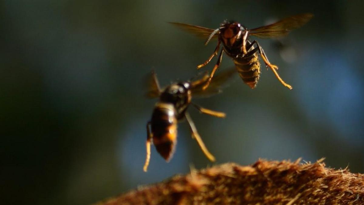 Ejemplares de vespa velutina.
