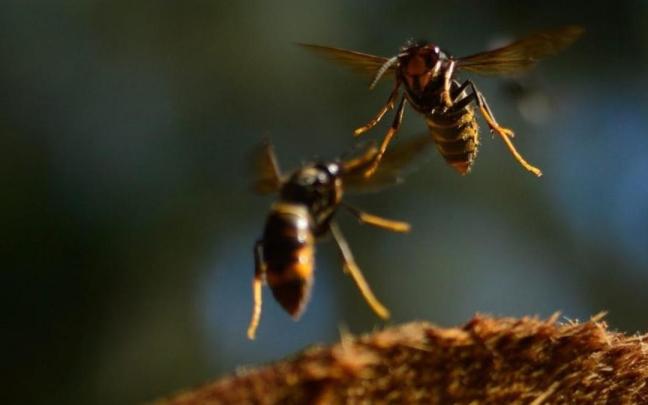 Ejemplares de vespa velutina.