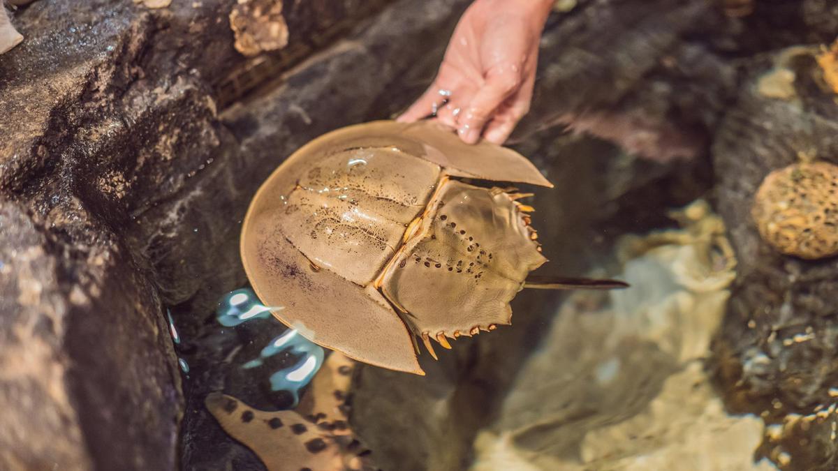 Limulus polyphemus