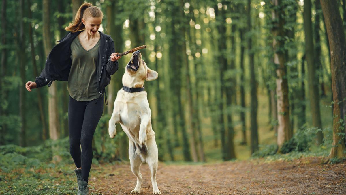 Un perro y una joven se divierten juntos durante un paseo por el bosque.