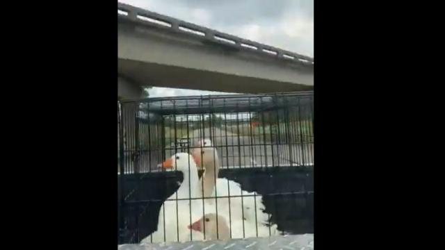 Las cuatro ocas, con un puente detrás.