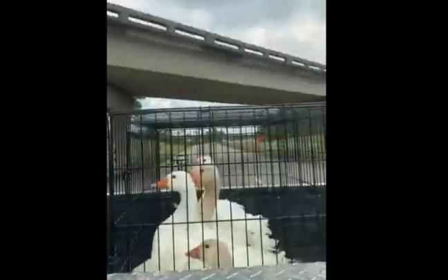 Las cuatro ocas, con un puente detrás.