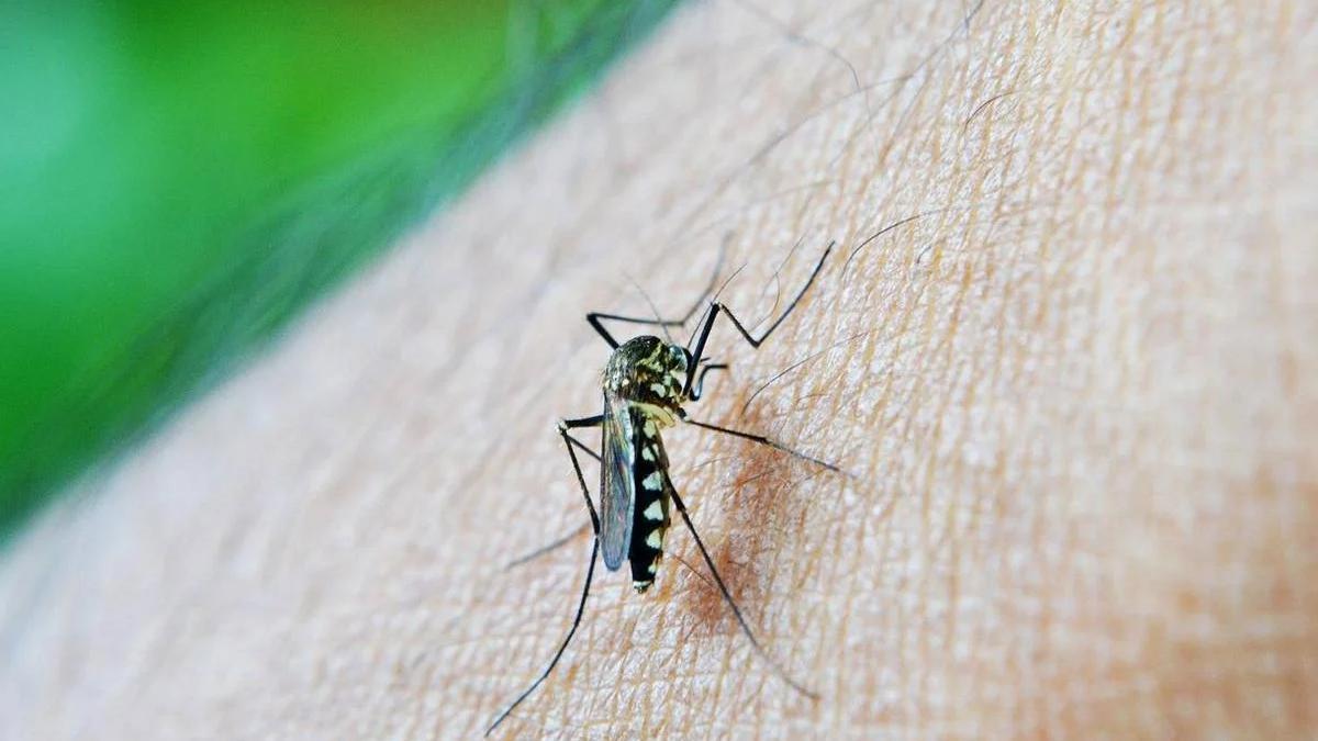 Ni repelente ni mosquitera: el método casero de la pasta de dientes para acabar con los mosquitos