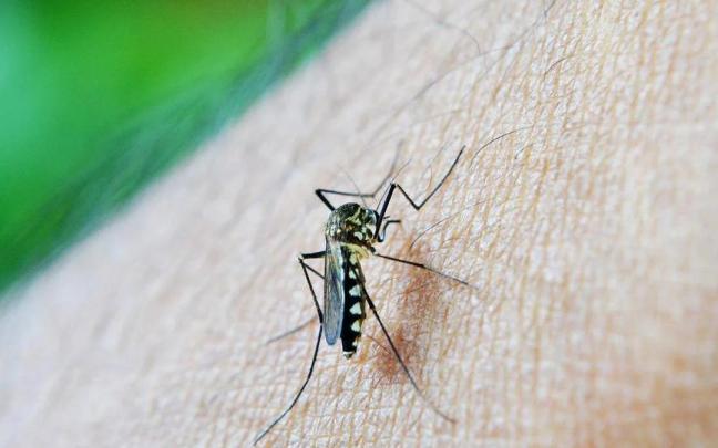 Ni repelente ni mosquitera: el método casero de la pasta de dientes para acabar con los mosquitos