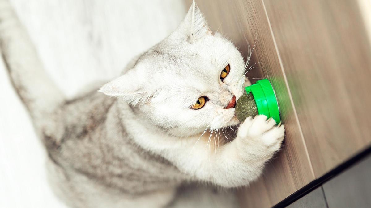 Un gato trata de alcanzar un juguete de olor que ha encontrado.