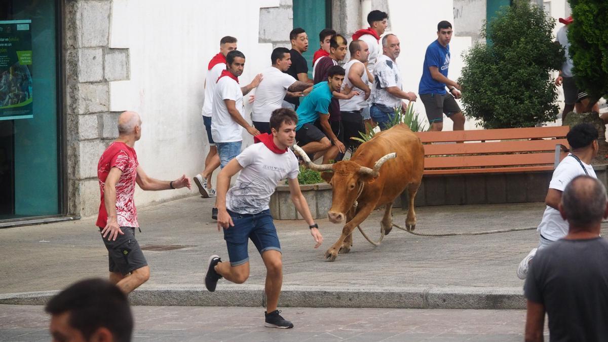 Las vaquillas contarán con una protagonismo especial en las fiestas de Trinidad la mañana del domingo
