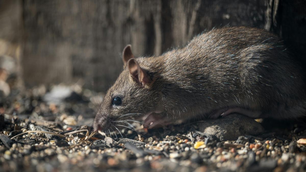 La campaña intensiva contra las ratas se ha desarrollado especialmente en las zonas próximas a ríos y cauces.