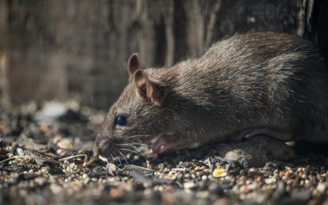 La campaña intensiva contra las ratas se ha desarrollado especialmente en las zonas próximas a ríos y cauces.