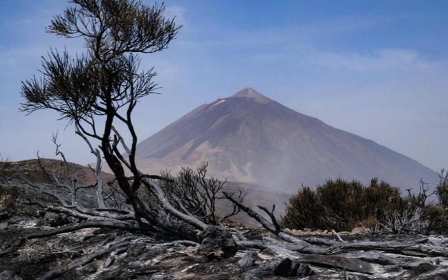 El Parque Nacional del Teide tras el paso del incendio de Tenerife. El Parque Nacional del Teide tras el paso del incendio de Tenerife.