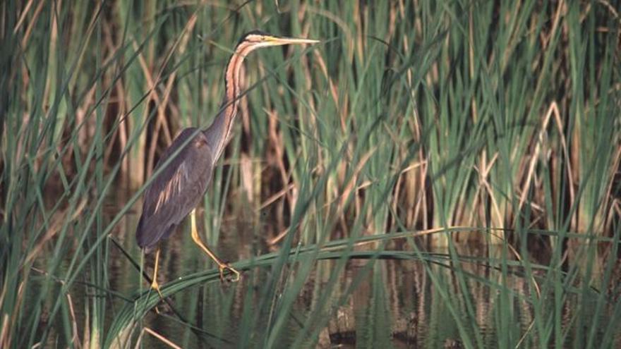Un ejemplar de garza imperial en la Confluencia del Segre y del Cinca.