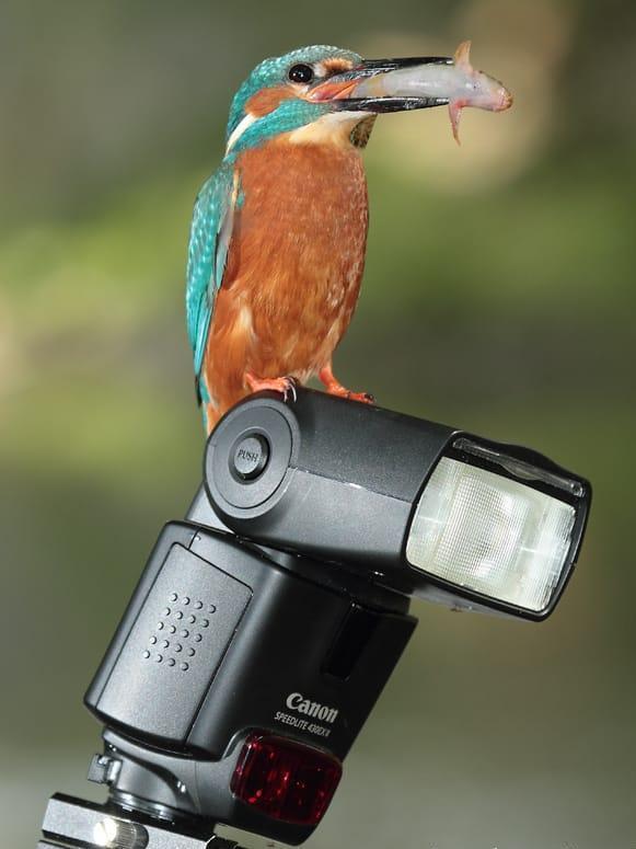 El pequeño martín pescador se posó en el flash que el fotógrafo azpeitiarra había instalado junto a su nido y le permitió obtener esta curiosa imagen