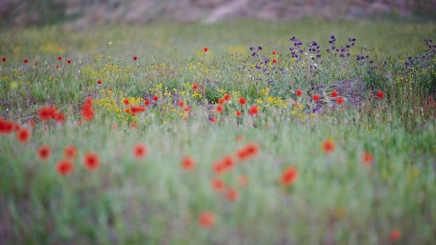 Un prado salpicado de flores silvestres.