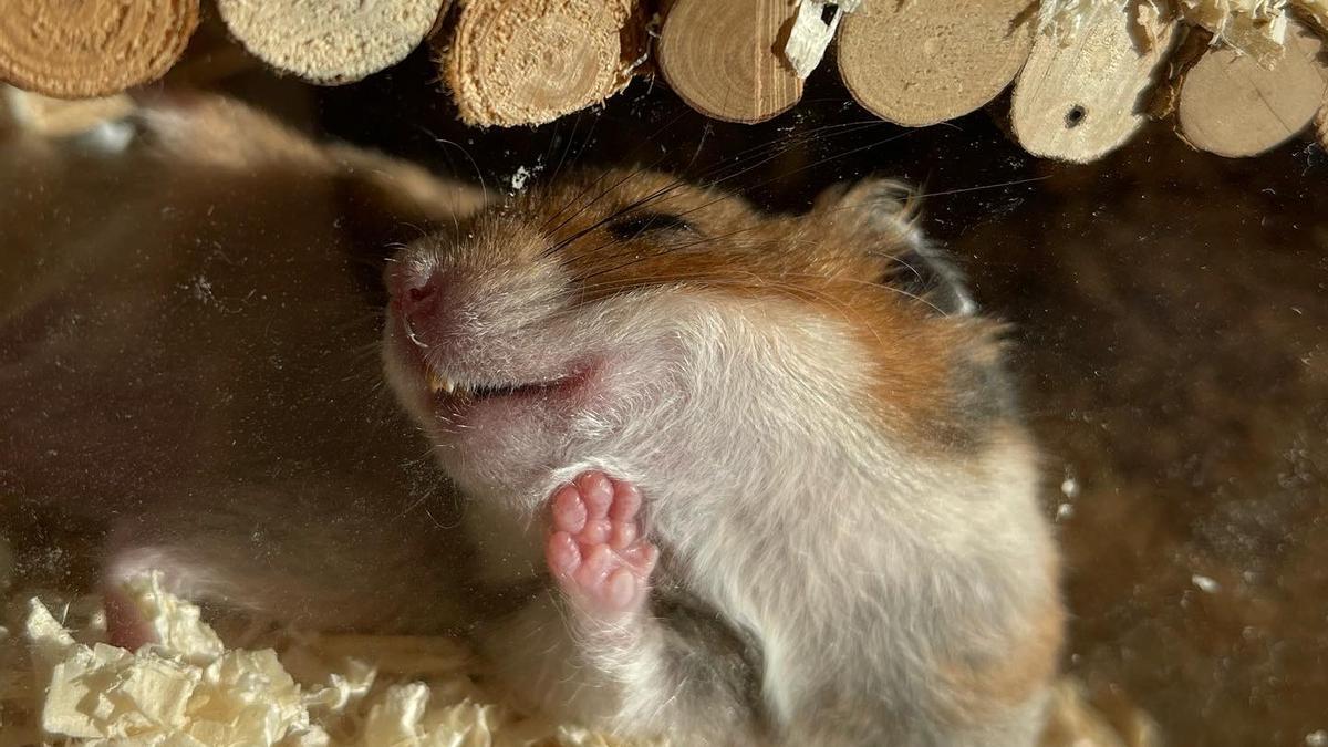 Qué a gusto está este hamster al calorcito del sol.