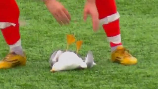 El futbolista, dispuesto a reanimar a la gaviota, que yace inconsciente.