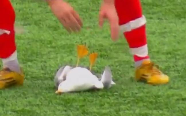 El futbolista, dispuesto a reanimar a la gaviota, que yace inconsciente.