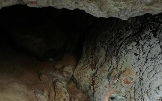 El alimoche: En la protección de Ogoño El alimoche: En la protección de Ogoño