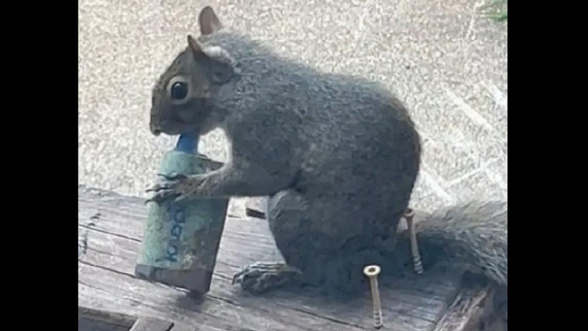 Una pobre ardilla, con un vapeador.