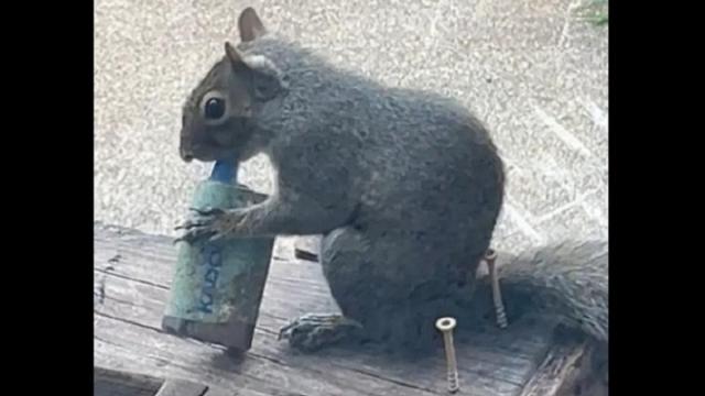 Una pobre ardilla, con un vapeador.