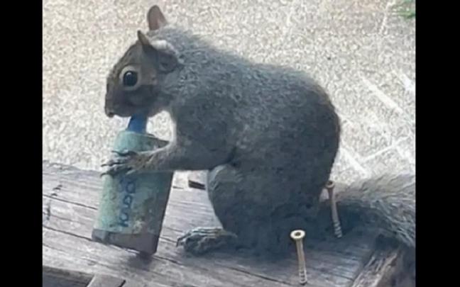 Una pobre ardilla, con un vapeador.