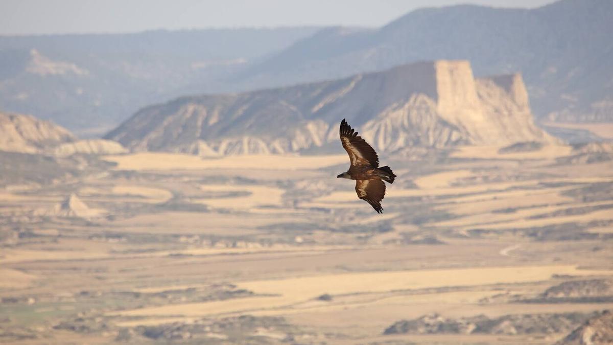 Buitre leonado en pleno vuelo.