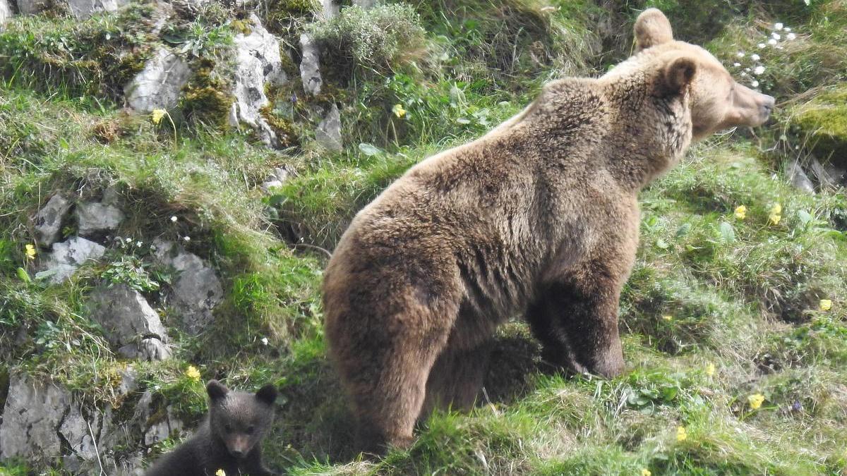 Estudian medidas para alejar a un oso joven que se pasea por Campoo de Suso  - Onda Vasca