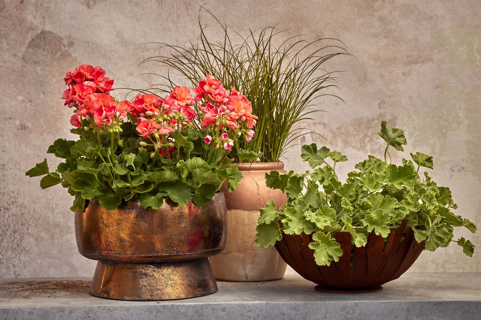 Los geranios dan vida a jarrones desgastados y oxidados.