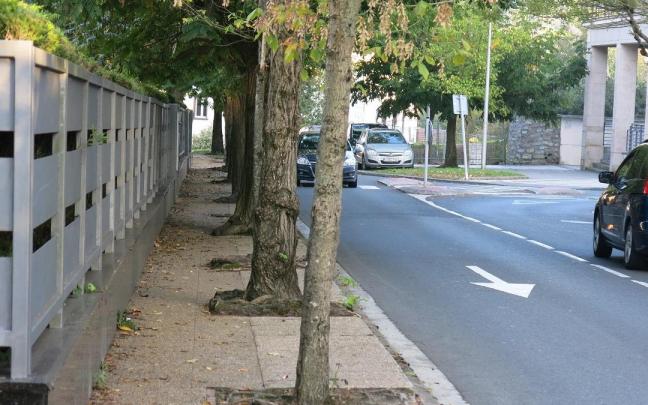 Árboles de la acera del Doctor Marañón, que serán suprimidos para mejorar el tránsito peatonal. Árboles de la acera del Doctor Marañón, que serán suprimidos para mejorar el tránsito peatonal.