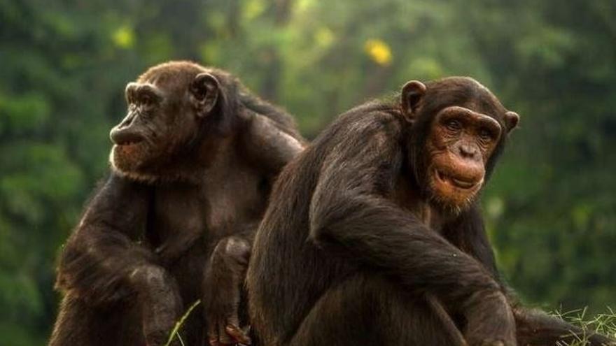 Dos chimpancés.