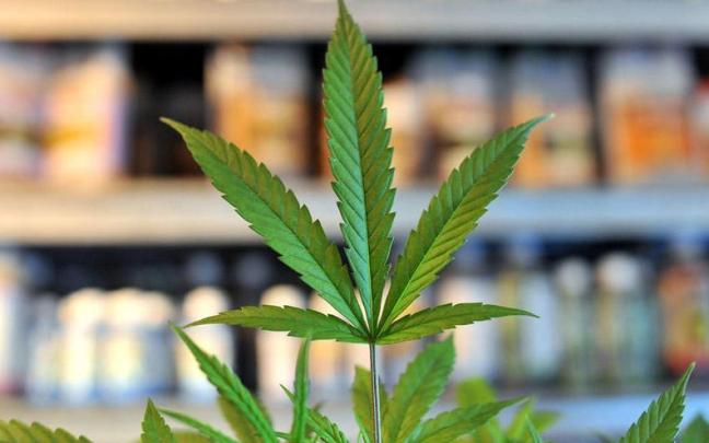 Tienda en la que se venden productos elaborados con cannabis.