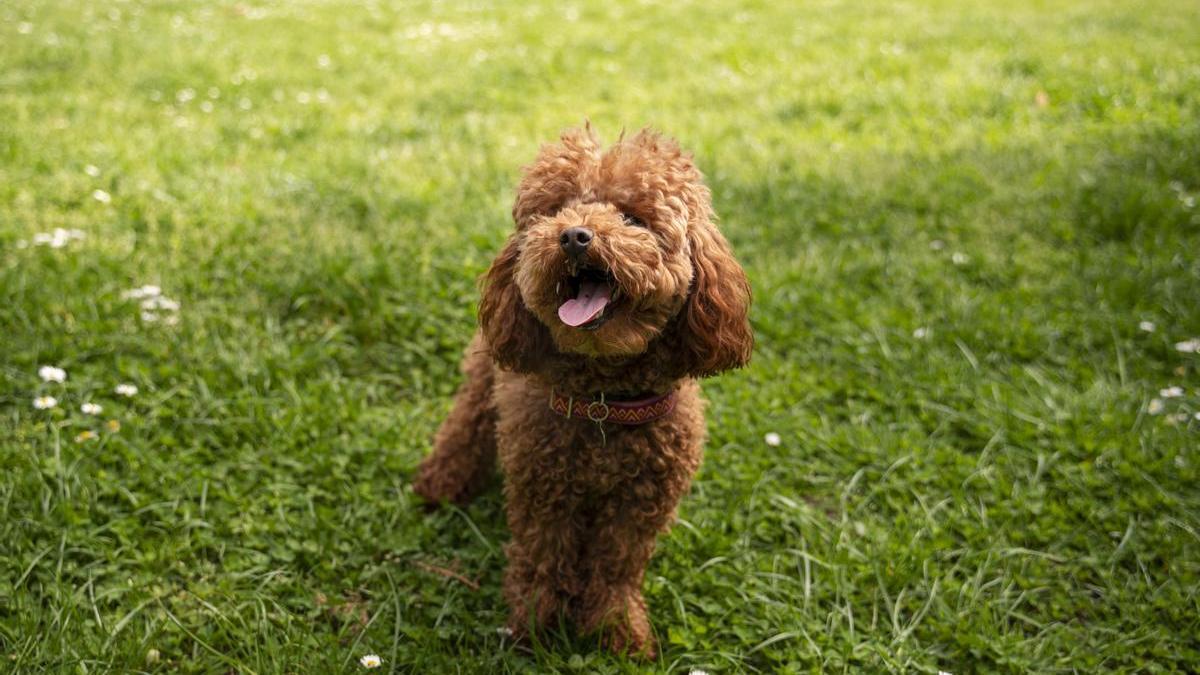 Si el comportamiento se repite con frecuencia, los expertos recomiendan consultar un veterinario para su evaluación.