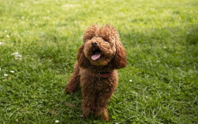 Si el comportamiento se repite con frecuencia, los expertos recomiendan consultar un veterinario para su evaluación.