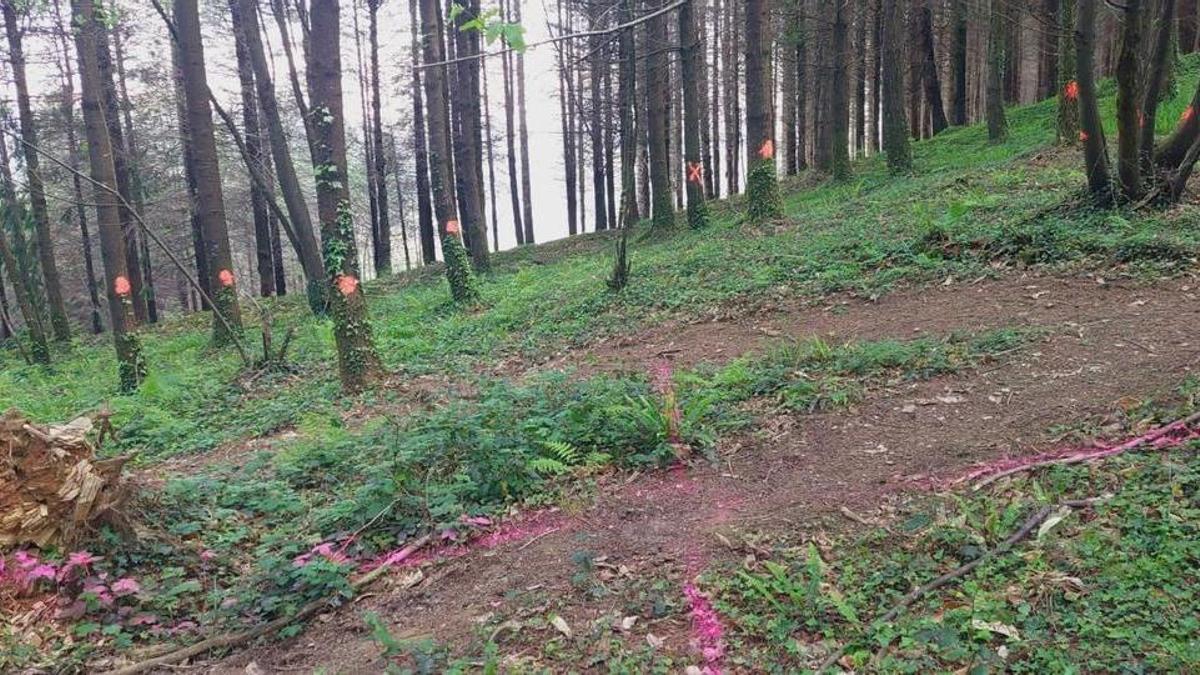 La marcas se observan en diferentes árboles del monte zestoarra.
