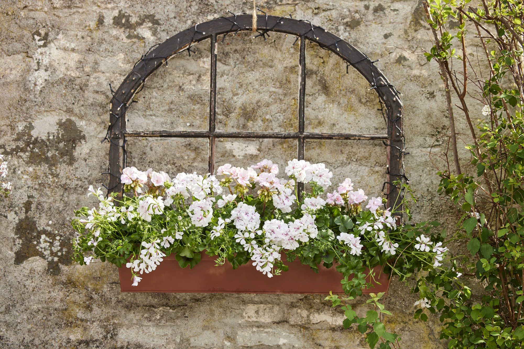 Jardinera con geranios adorna el marco de una ventana.