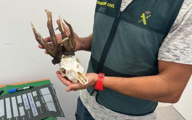 Un agente muestra el trofeo de un cazador investigado por matar a un corzo de manera ilegal en Jerez / EP Un agente muestra el trofeo de un cazador investigado por matar a un corzo de manera ilegal en Jerez