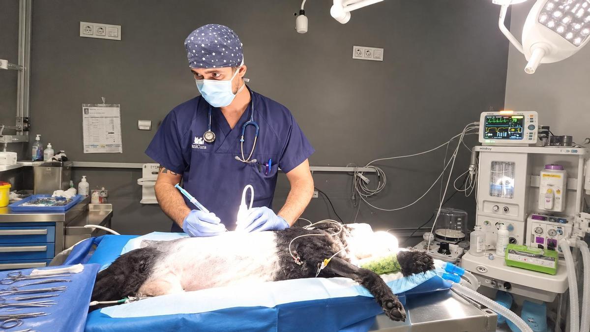 Una operación quirúrgica a un gato.