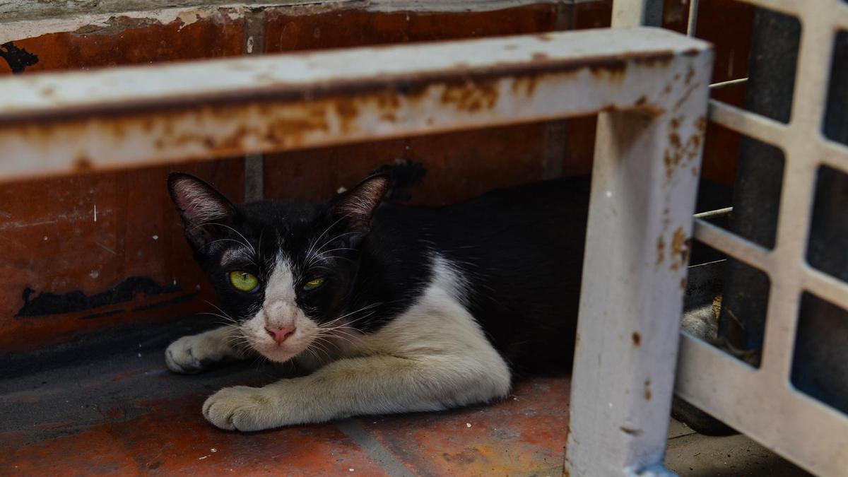 Un gato observa con desconfianza a refugiado bajo un banco.