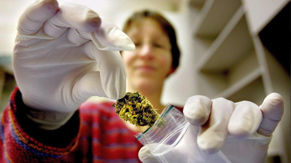 Sanidad inicia los trámites para aprobar la regulación del cannabis medicinal en el Estado.