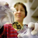 Sanidad inicia los trámites para aprobar la regulación del cannabis medicinal en el Estado.