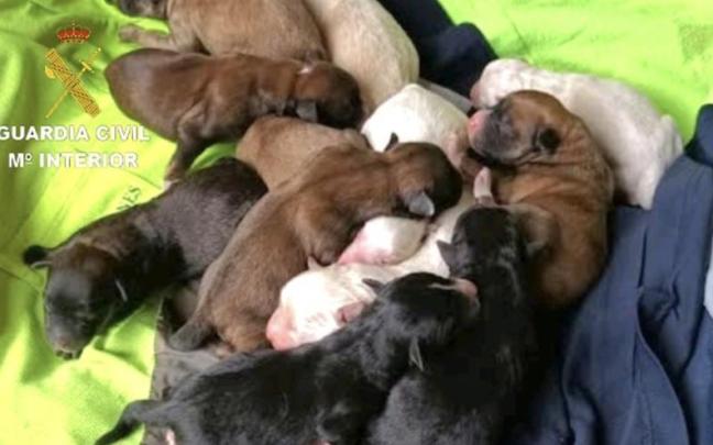Cachorros rescatados por el Seprona.