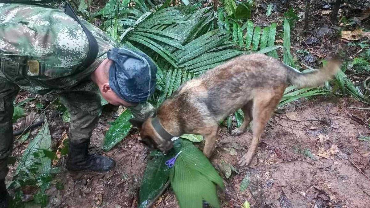 Un miembro del equipo de rescate junto a un perro en las labores de búsqueda que se han llevado a cabo en Colombia.
