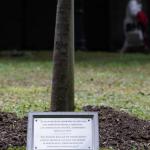 La placa, en memoria de los menores abusados, a los pies de la encina en los jardines de La Misericordia.