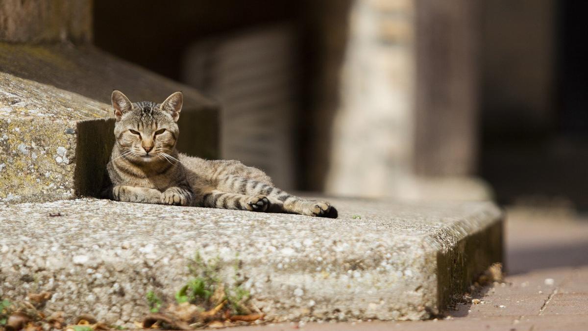 En el caso de los gatos, a menudo aparecen en la vía pública o incluso dentro de contenedores.