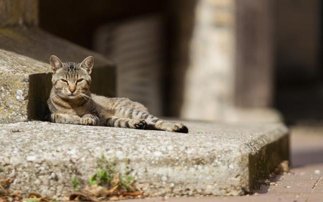 En el caso de los gatos, a menudo aparecen en la vía pública o incluso dentro de contenedores.
