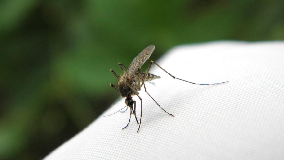 El truco del papel higiénico para repeler los mosquitos.