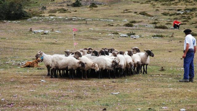Exhibición de perros pastor en la fiesta de San Vitores en Sierra Salvada