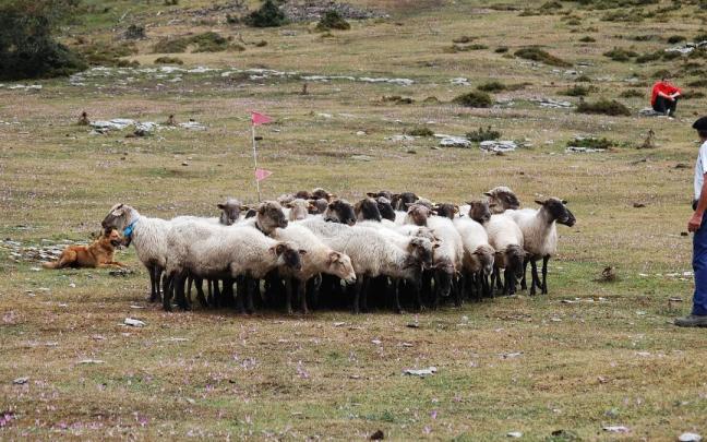 Exhibición de perros pastor en la fiesta de San Vitores en Sierra Salvada